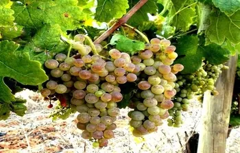Image of Roussanne